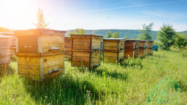 Saving bees from pesticides - bee hive
