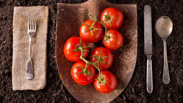 farm to fork tomatoes cutlery.jpg