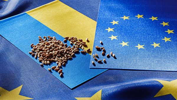 Ukrainian and European Union flags with grains of cereal on them