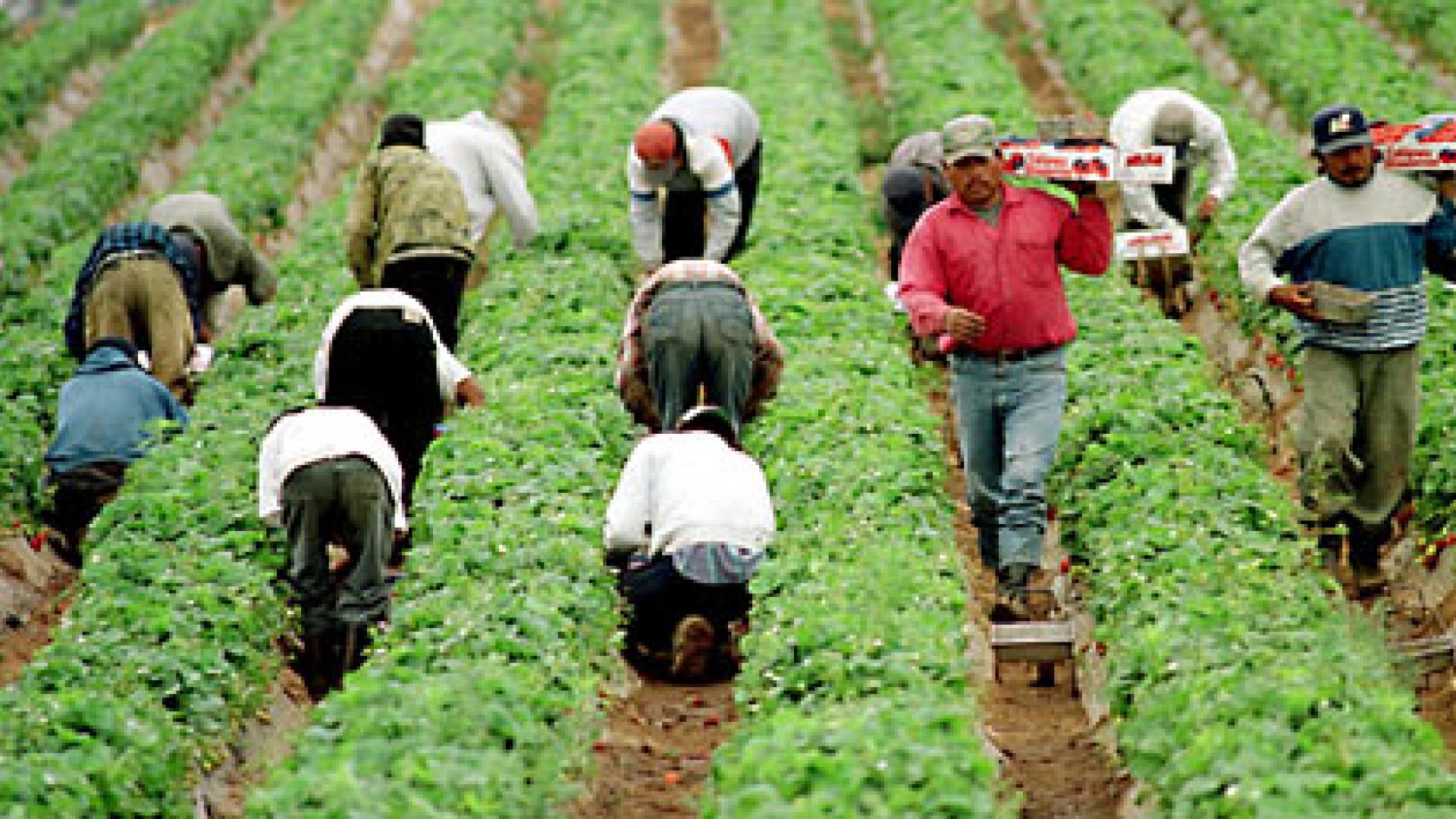 migrantworkers seasonal