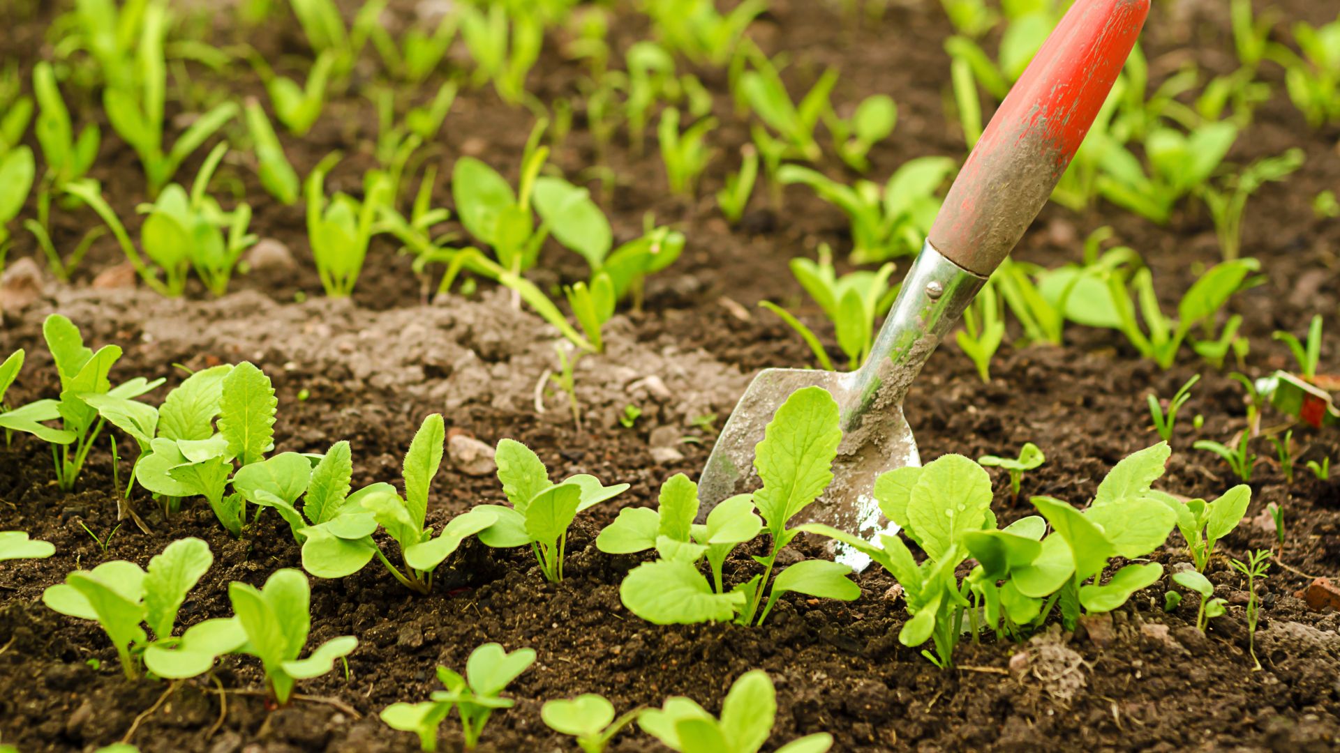 Spinach seedlings