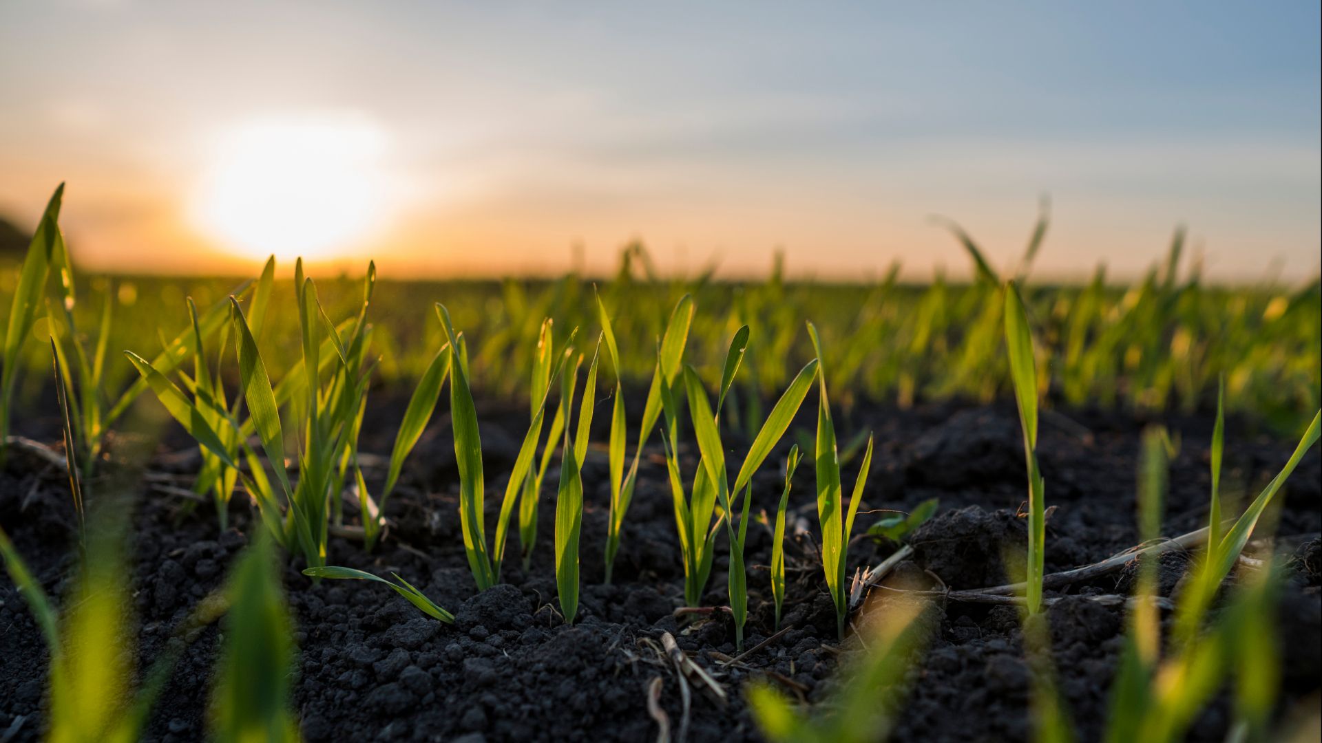 Green shoots of wheat in the sunshine