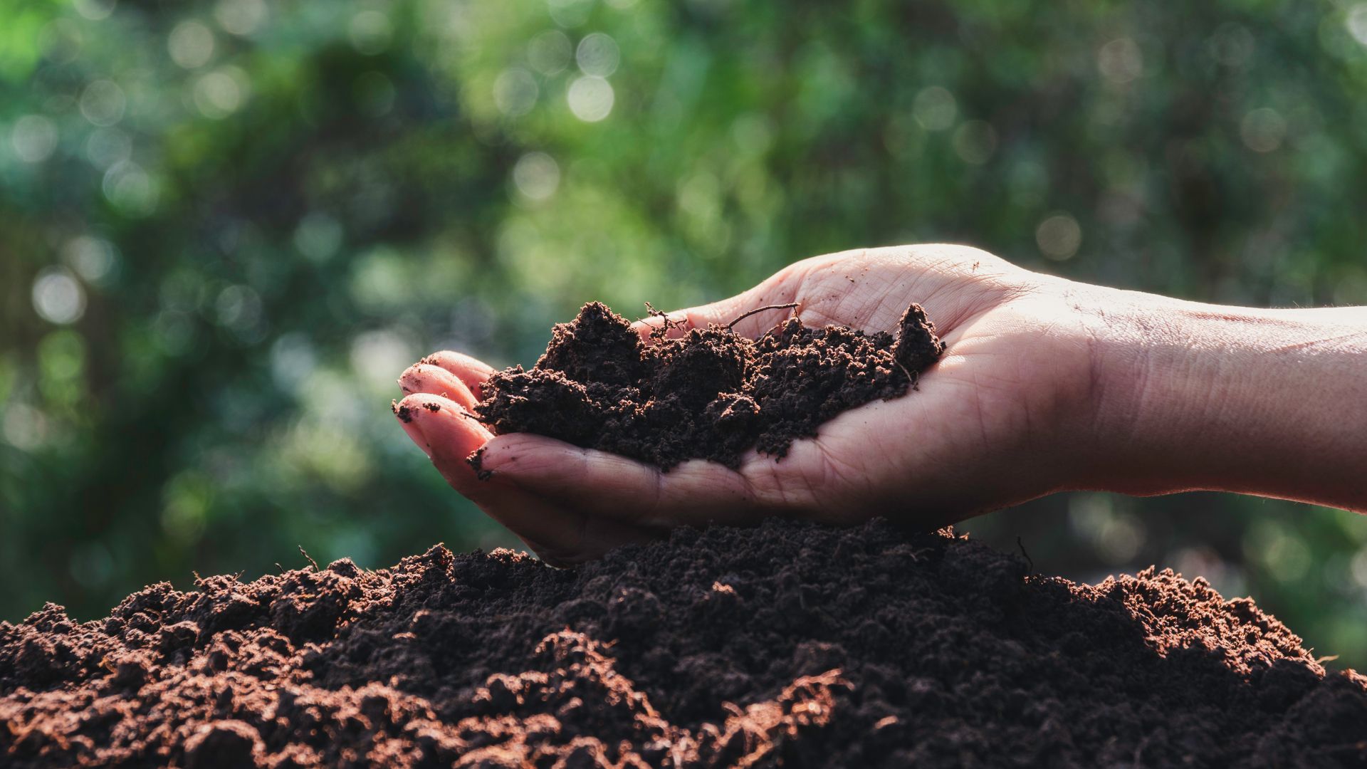 Hand holding crumbly dark soil