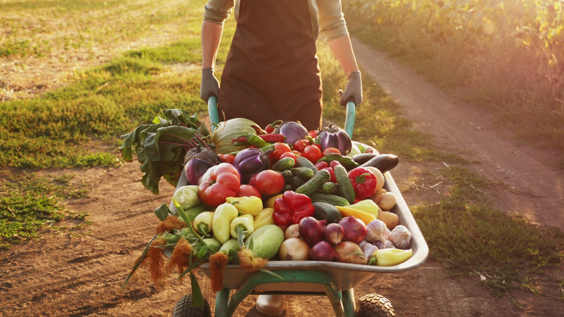 organic farming vegetables wheelbarrow
