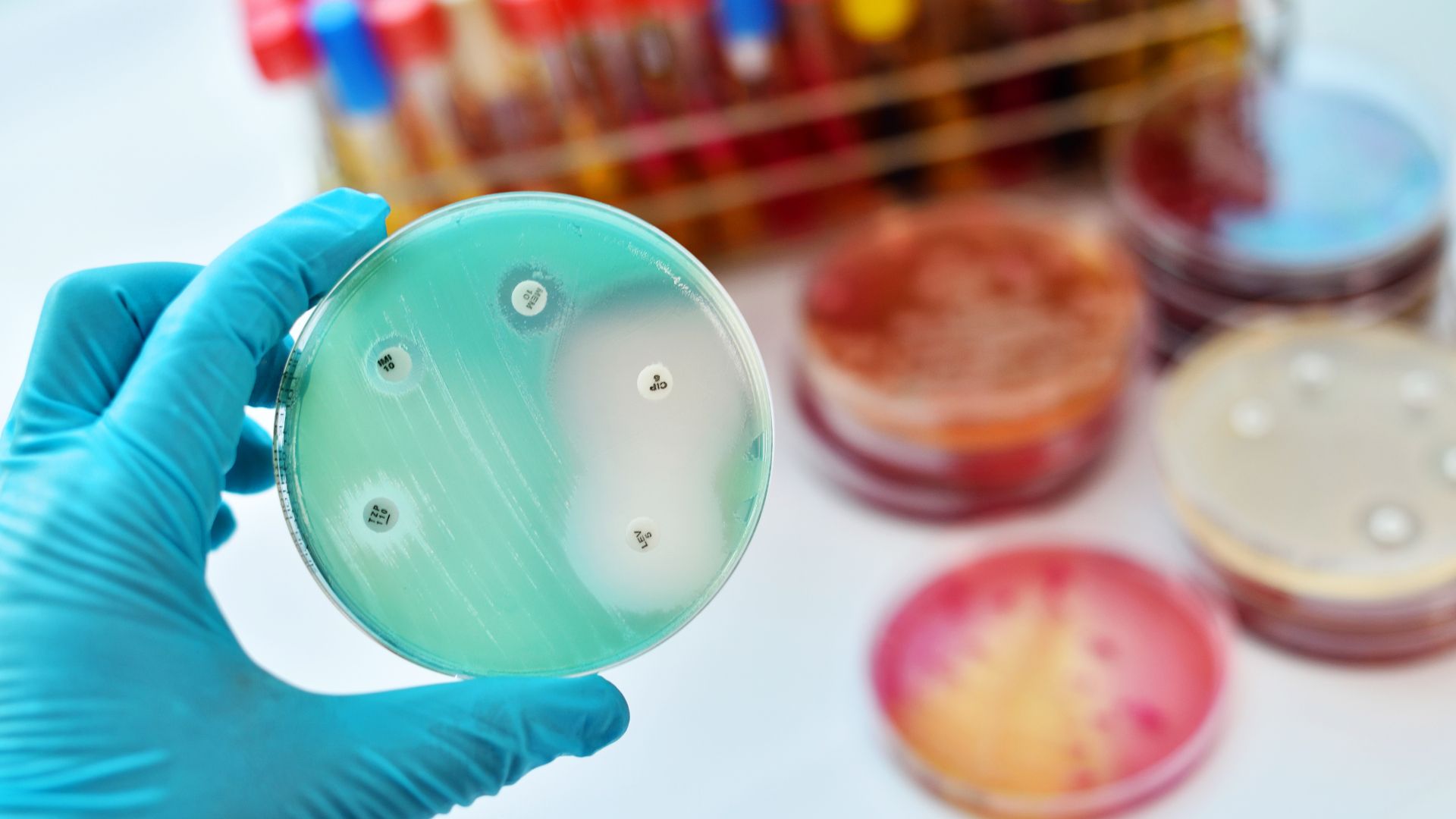 Antimicrobial susceptibility testing in petri dish