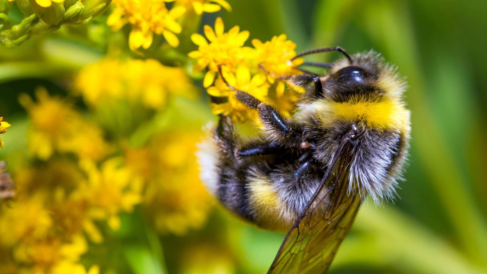 Bee flower nature