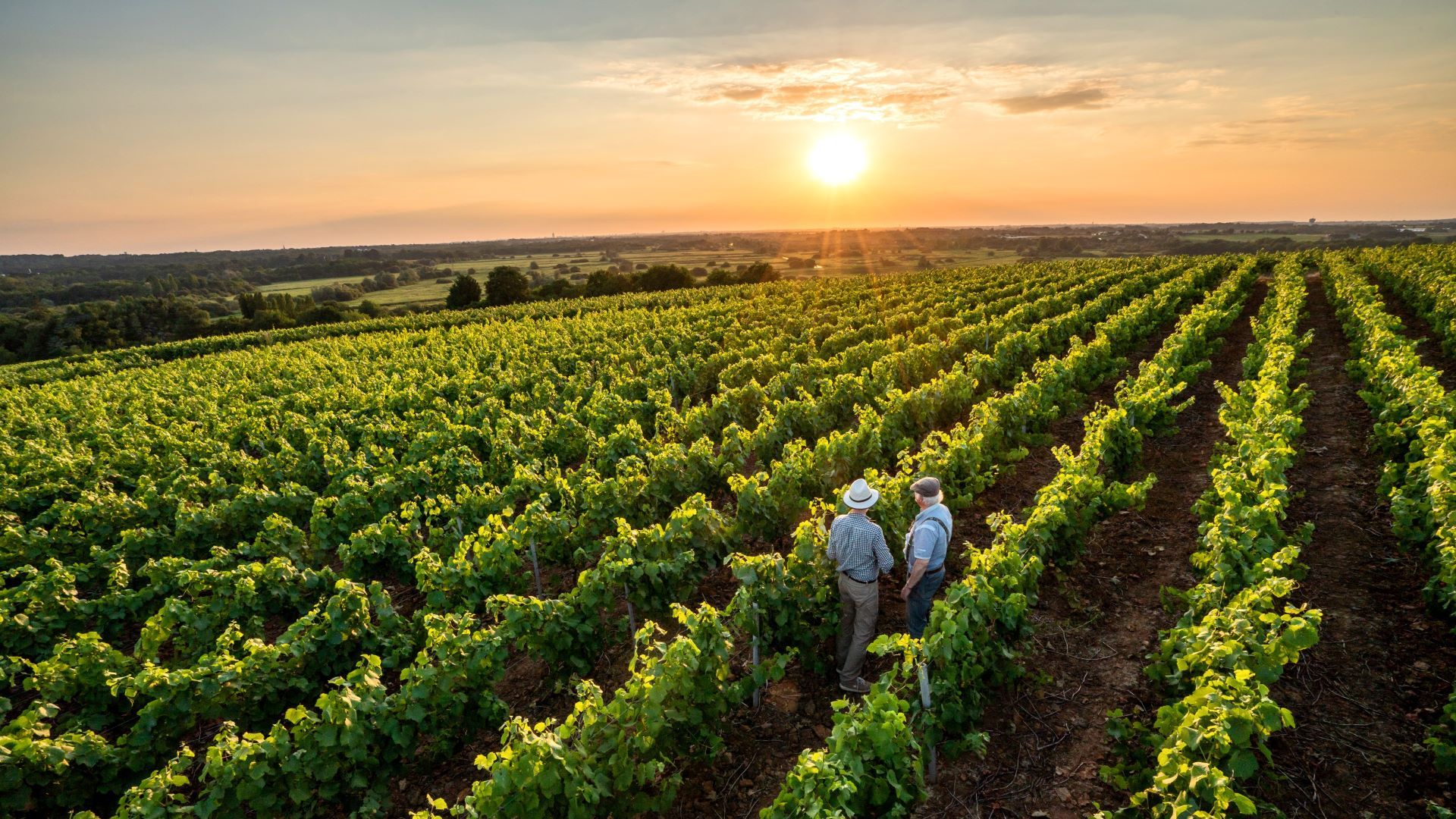 Photo of vineyards at sunset