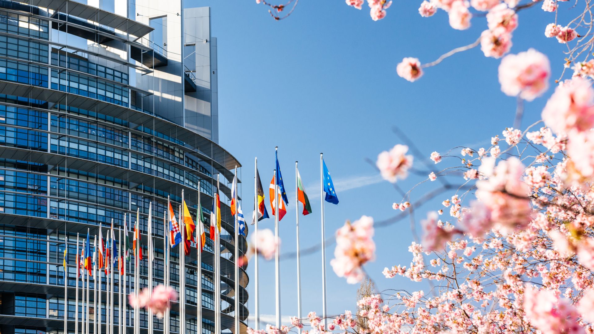 European Parliament in Strasbourg in April with a tree blossoming pink flowers