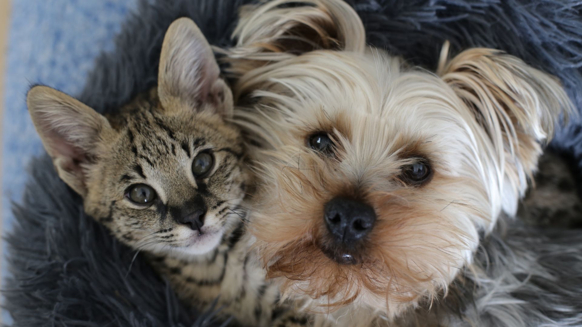 Welfare and health of cats and dogs