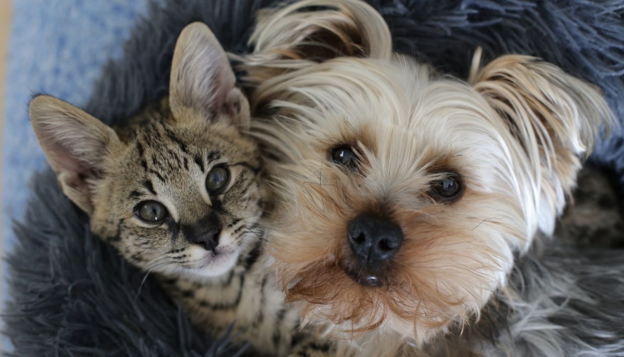Welfare and health of cats and dogs
