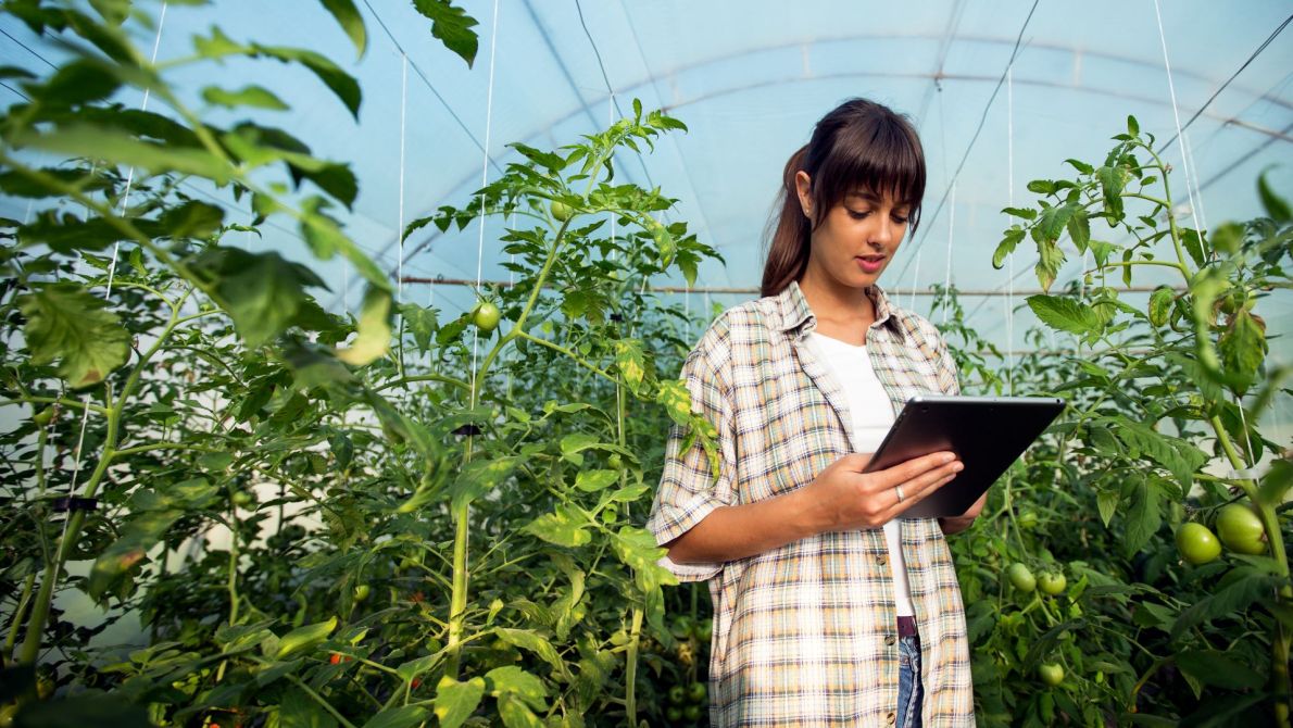 tomato farmer in greenhouse
