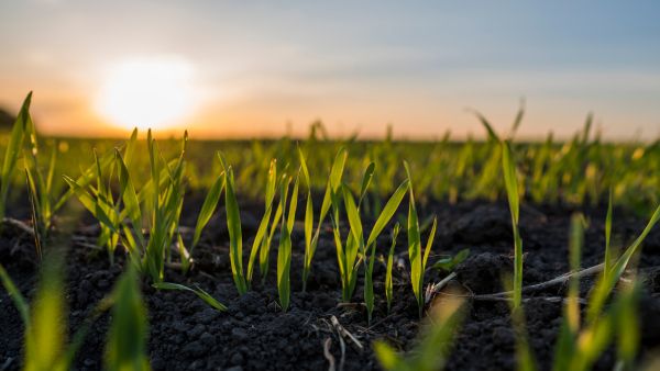 Green shoots of wheat in the sunshine