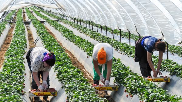 Migrant workers pick strawberries in Greece
