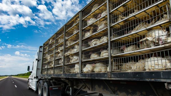 animal transport turkey lorry