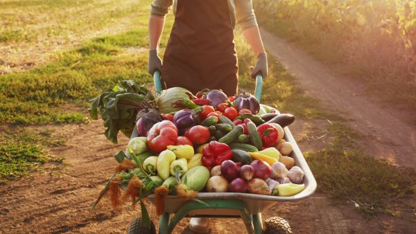 organic farming vegetables wheelbarrow