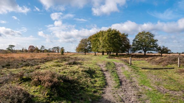 Moorland landscape with trees and a footpath