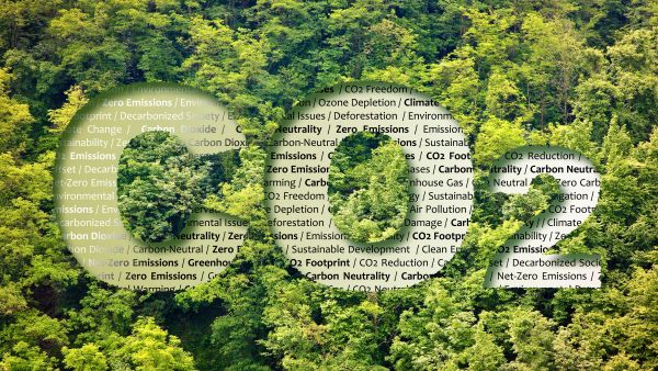 CO2 forest natural carbon sinks