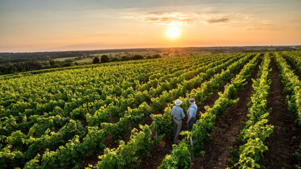 Photo of vineyards at sunset