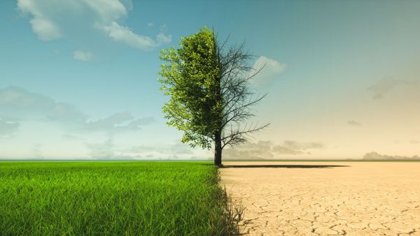 Image of the division between lush grass and dry land