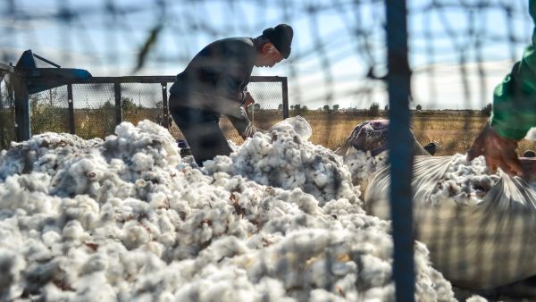 cotton picking forced labour