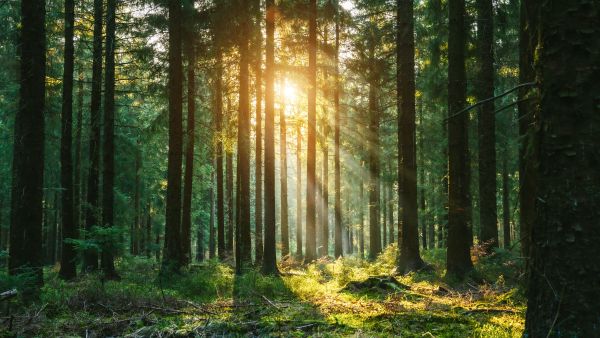 Trees forest sun green deal