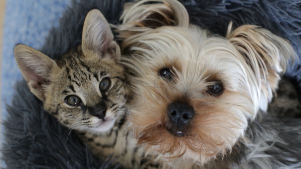 Welfare and health of cats and dogs