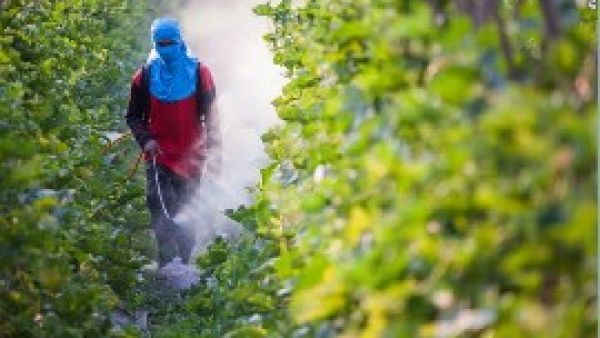 Man spraying Glyphosate herbicide on fields