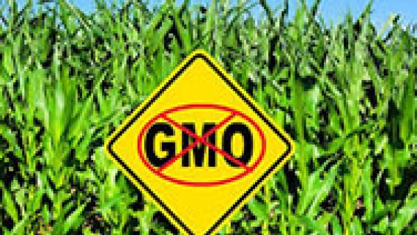Member states will soon be able to ban unwanted genetically modified (GM) crops in their territory Member states will soon be able to ban unwanted genetically modified (GM) crops in their territory
