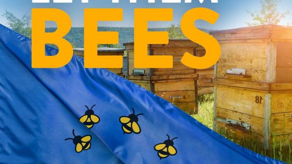 bees on an eu flag in a field