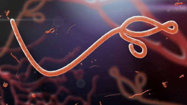 Fast and concrete action needed for coherent response to Ebola epidemic say S&Ds Fast and concrete action needed for coherent response to Ebola epidemic say S&Ds