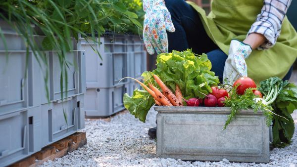 Farm vegetable produce in boxes