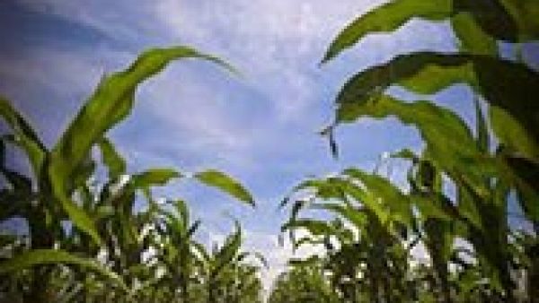 S&Ds call for proper legislation to regulate GMO authorisations in the EU S&Ds call for proper legislation to regulate GMO authorisations in the EU