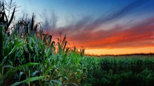 to limit or ban the cultivation of genetically modified organisms (GMO) to limit or ban the cultivation of genetically modified organisms (GMO)