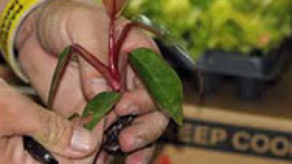 Plant pests or harmful organisms such as insects, fungi, bacteria and viruses, plant-passport, Paolo de Castro MEP, Viorica Dăncilă MEP, 
