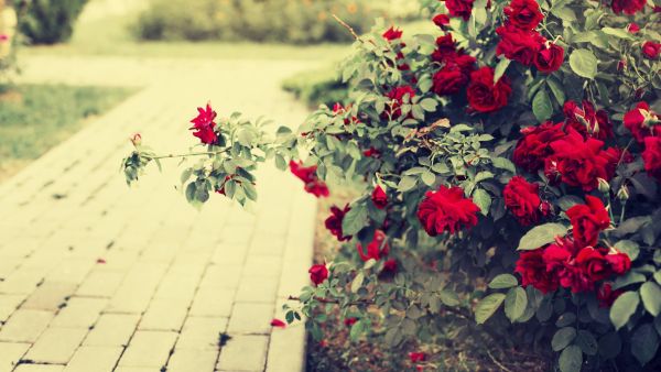 Rosebush next to a garden path
