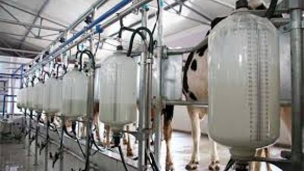 milk quota milk quota