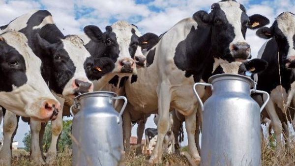 S&amp;Ds demand urgent measures to support the dairy sector in Europe, Milk Market Observatory (MMO), Paolo de Castro MEP, globalisation fund for farmers, 