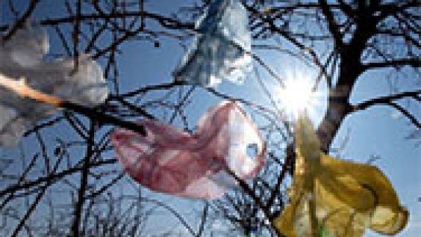 plastic carrier shopping bags in trees