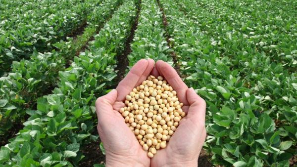 Hands holding soya beans over a soya field of crops