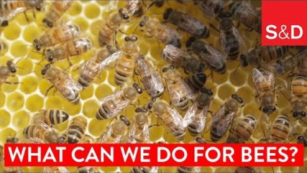 What Can We Do for Bees?